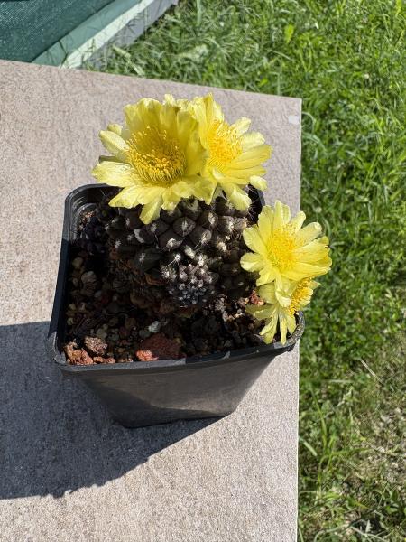 Copiapoa humilis